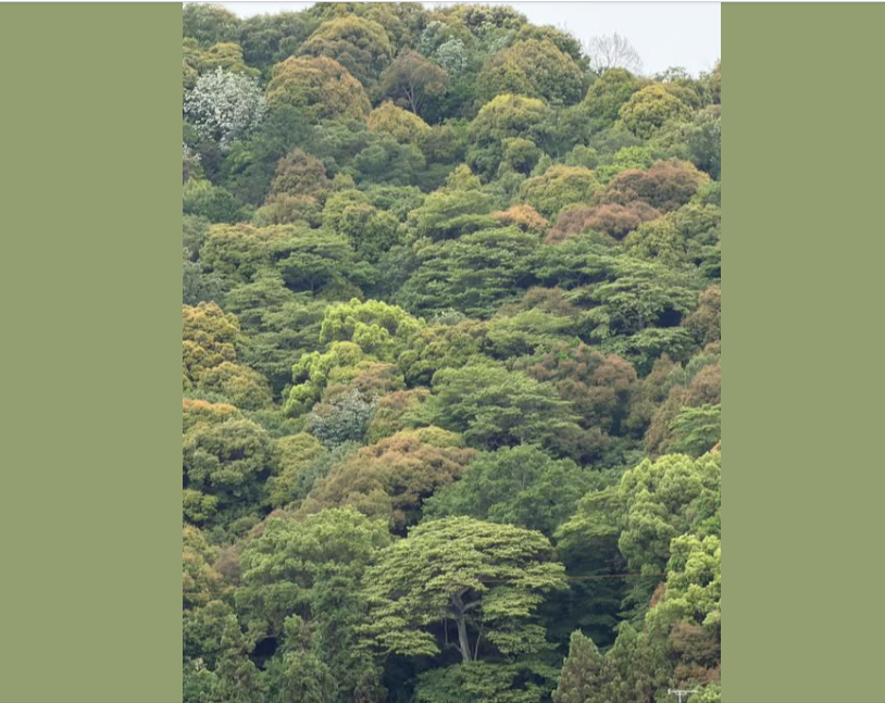 Dense woodland near Kyoto, Japan, where search crews, volunteers, and family members looked for James "Weston" Higginbotham after his disappearance in May 2026. | Source: Facebook/Nancy Higginbotham