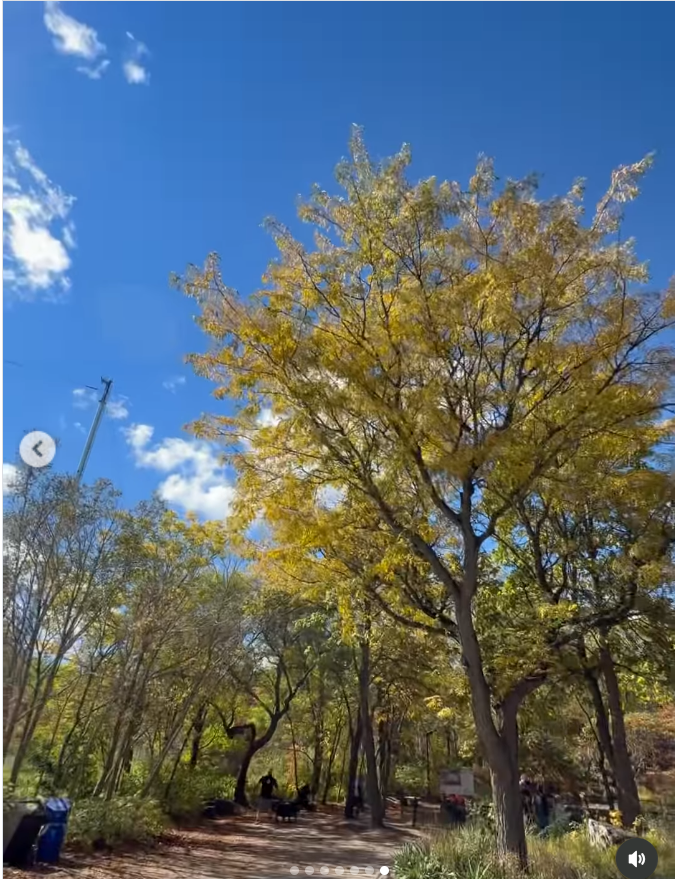 A video shared by Lindsay Lohan captures a scenic woodland path beneath a vivid blue sky, with sunlight illuminating trees covered in golden autumn foliage. Visitors can be seen strolling beneath the colorful canopy as the actress offers another glimpse of the family's fall outing. | Source: Instagram/lindsaylohan