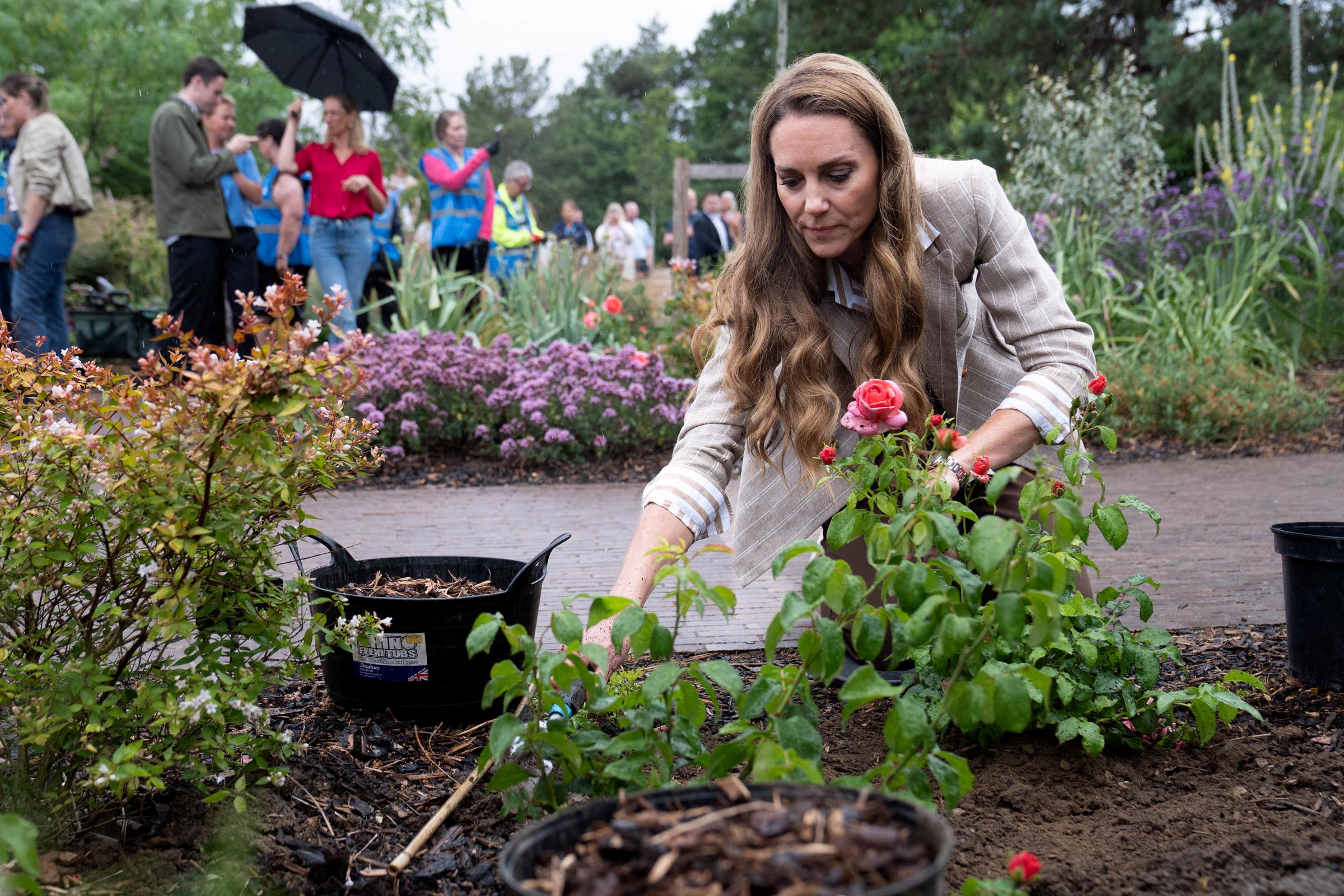With focused care, Princess Catherine tends to the rose garden at Colchester Hospital. The blooms, part of a charitable donation in her name, reflect the visit's larger message of resilience and recovery.