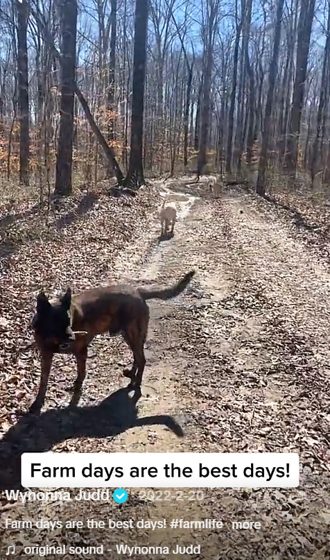 A dark-colored dog stands in the foreground as a smaller, light-colored dog follows the dirt path through the trees. Wynonna shared the scene as part of her February 2022 farm-life video. | Source: Tiktok/wynonnajuddofficial