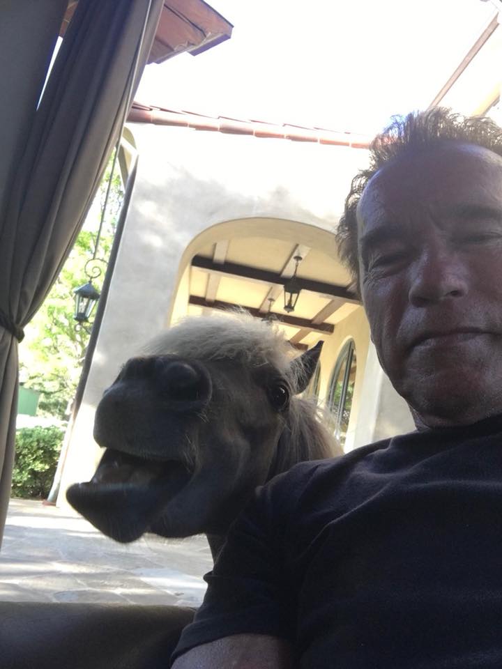 Arnold Schwarzenegger snaps a selfie with his miniature horse in a photo posted on June 22, 2018 | Source: Facebook/arnold