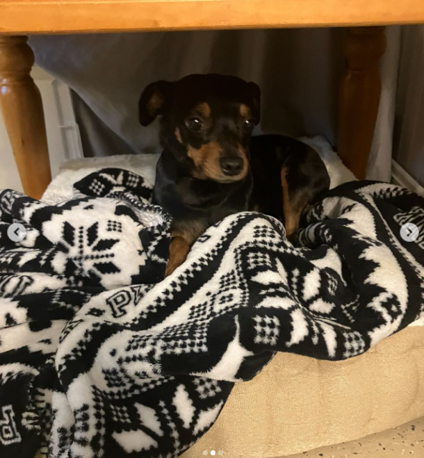 Christina Downer's dog, Rex, from a post dated December 23, 2025 | Source: Instagram/jimmyfowlie