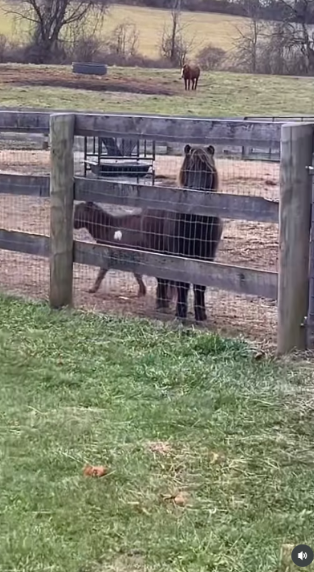 Bacon has described animals as deeply calming to him. That connection helps explain why the farm has remained an important counterweight to the couple's work in entertainment. | Source: Instagram/kyrasedgwickofficial