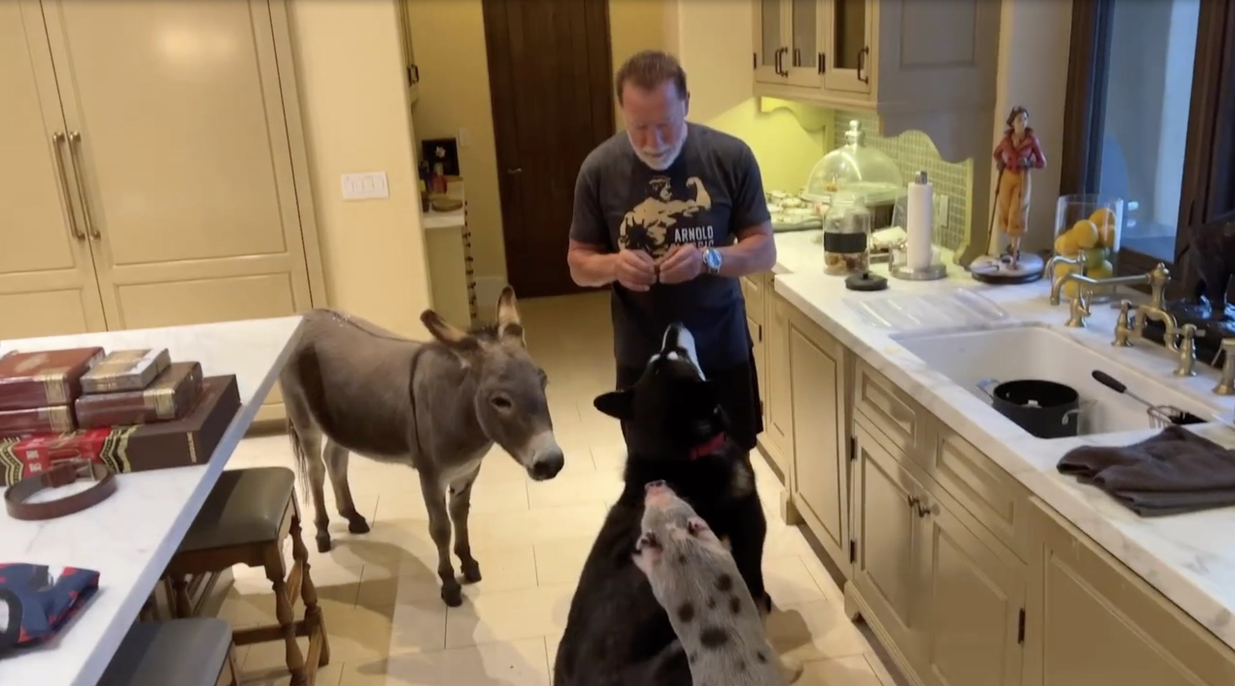 Arnold Schwarzenegger prepares treats for his animals in the kitchen in a photo from a clip dated September 8, 2023 | Source: Instagram/schwarzenegger