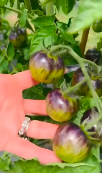 The garden appears to include several unusual varieties, adding another colorful element to the property. Stefani has previously described Oklahoma as an entirely new world that Shelton introduced her to. | Source: Instagram/gwenstefani
