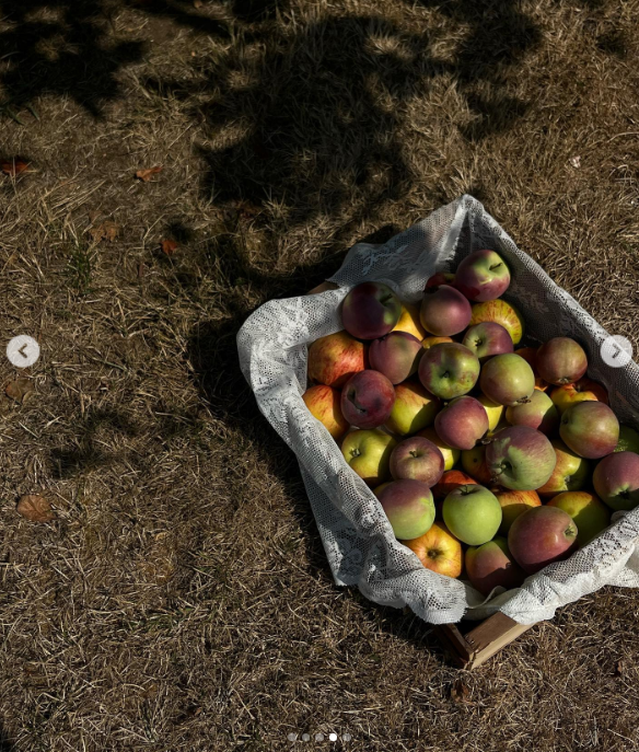 A rustic wooden crate lined with delicate white lace sits on sun-dappled grass, overflowing with freshly harvested orchard apples at Arcady. The multi-colored assortment of green, yellow, and blushing red fruit captures the generous autumn bounty of Pamela Anderson’s Vancouver Island property, where growing and sharing seasonal food brings her grounded comfort. She captioned the lovely harvest scene, "From the garden… 🤍". | Source: Instagram/pamelaanderson
