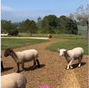 The animals on Ellen DeGeneres and Portia de Rossi's property from a post dated June 12, 2025. | Source: Instagram/ellendegeneres
