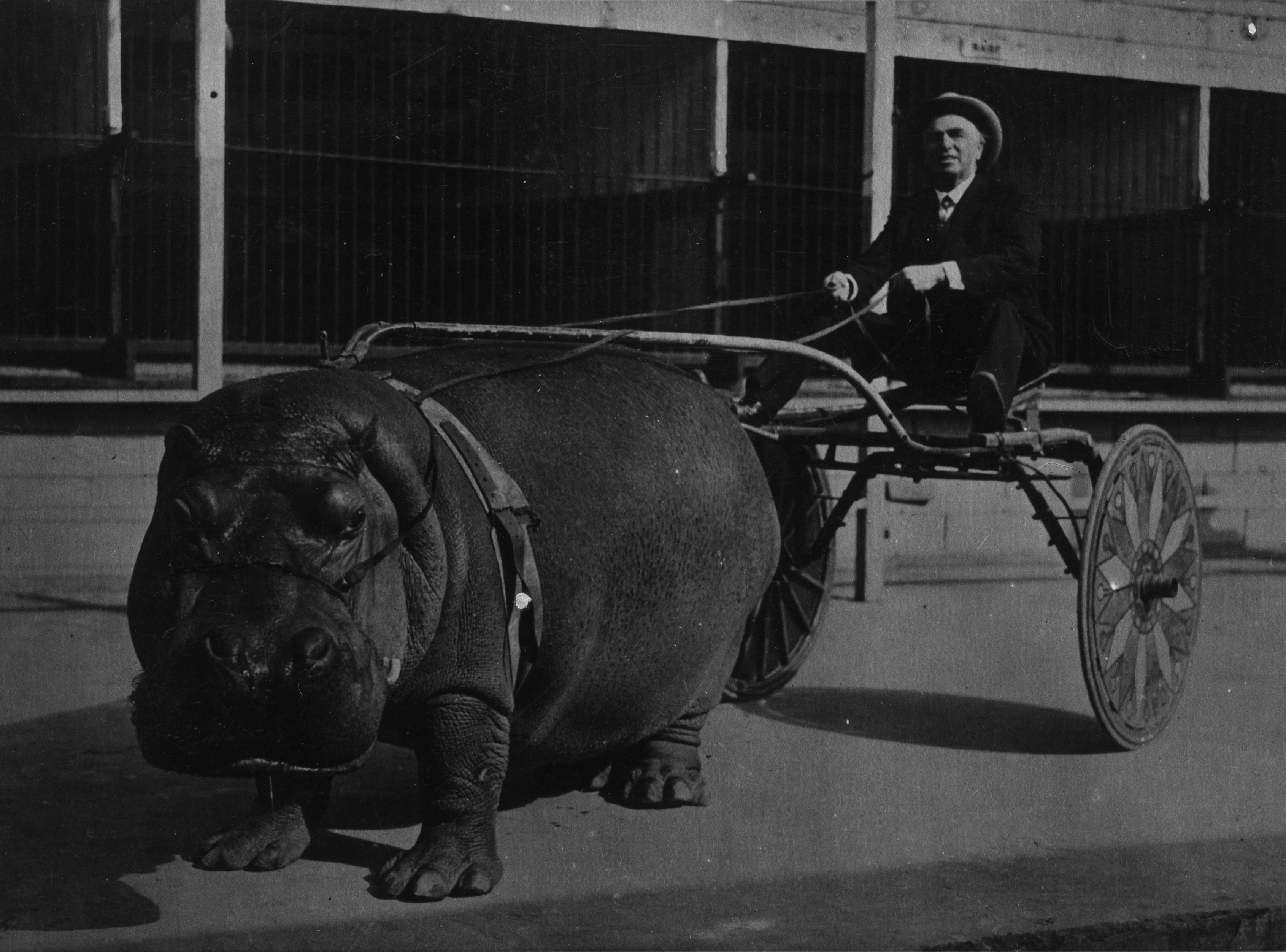 Baby hippo pulling a cart at London Zoo | Source: Getty Images
