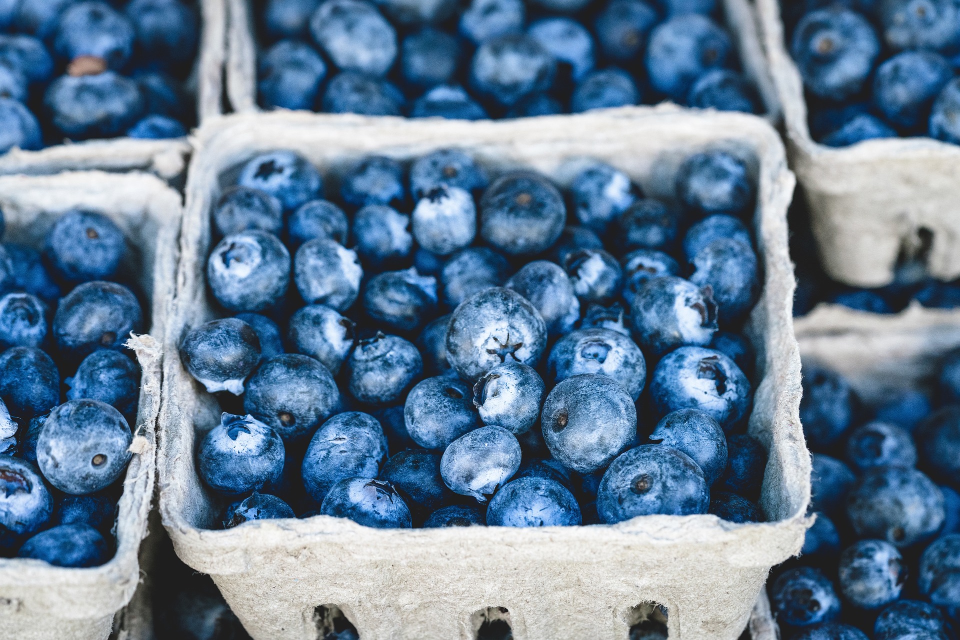 Blueberries placed in containers | Source: Pixabay