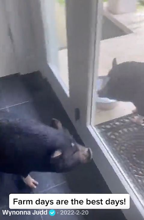 A small black pig stands inside beside a glass door, while another pig is visible outside. The unexpected indoor encounter adds a playful detail to Wynonna's collection of farm-life clips. | Source: Tiktok/wynonnajuddofficial