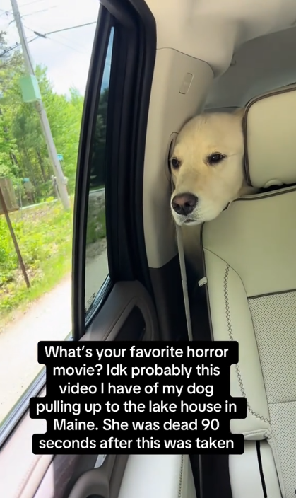 Nahla on a car ride Johnny Hilbrant and his husband's lake house in Maine, posted on April 14, 2025 | Source: TikTok/johnnyhilbrant