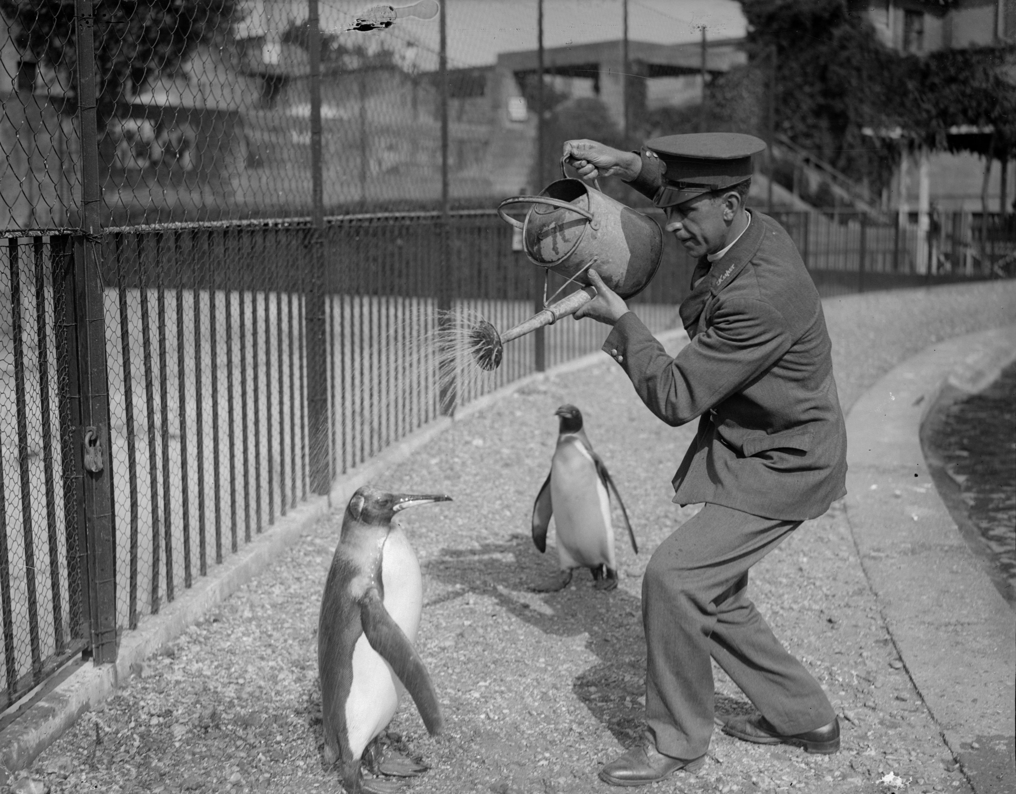 Zookeeper giving a penguin a shower using a watering can | Source: Getty Images