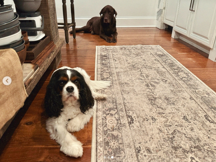 A small black-and-white dog rests beside a patterned rug, while a larger brown dog lies near the white cabinets. Stacked cookware and wooden flooring suggest the dogs are relaxing in or near the kitchen. | Source: Instagram/wynonnajudd