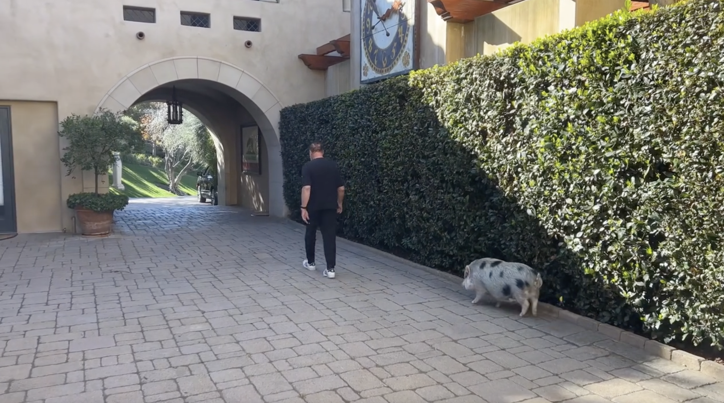 Arnold Schwarzenegger walks through his estate with his pig following behind in a video posted on April 9, 2024 | Source: Instagram/schwarzenegger