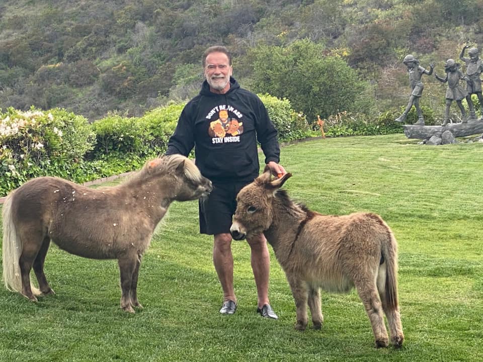 Arnold Schwarzenegger stands with his miniature horse and donkey in a photo posted on April 4, 2020 | Source: Facebook/arnold