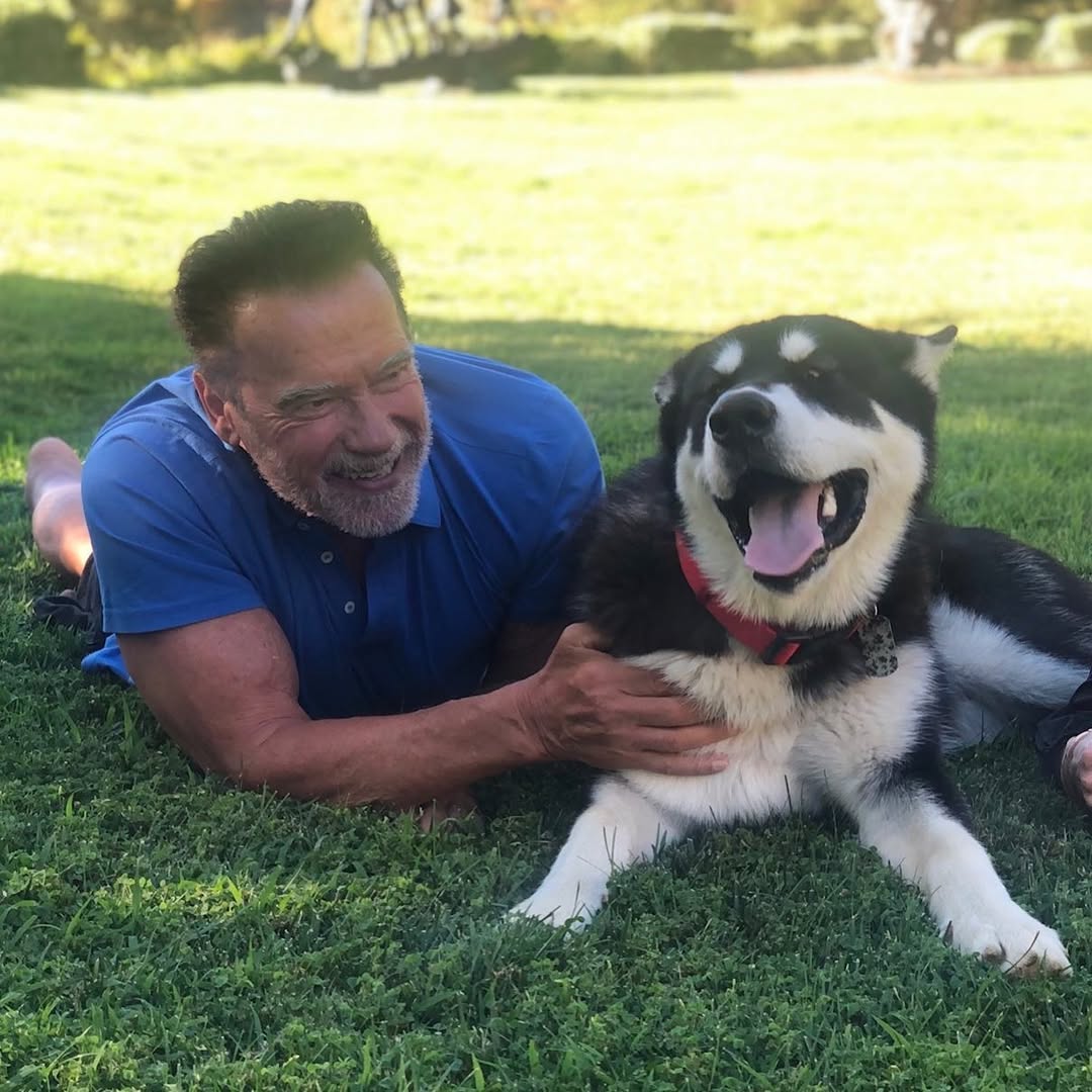 Arnold Schwarzenegger lies on the grass with his dog Dutch in a photo posted on July 28, 2020 | Source: Instagram/schwarzenegger