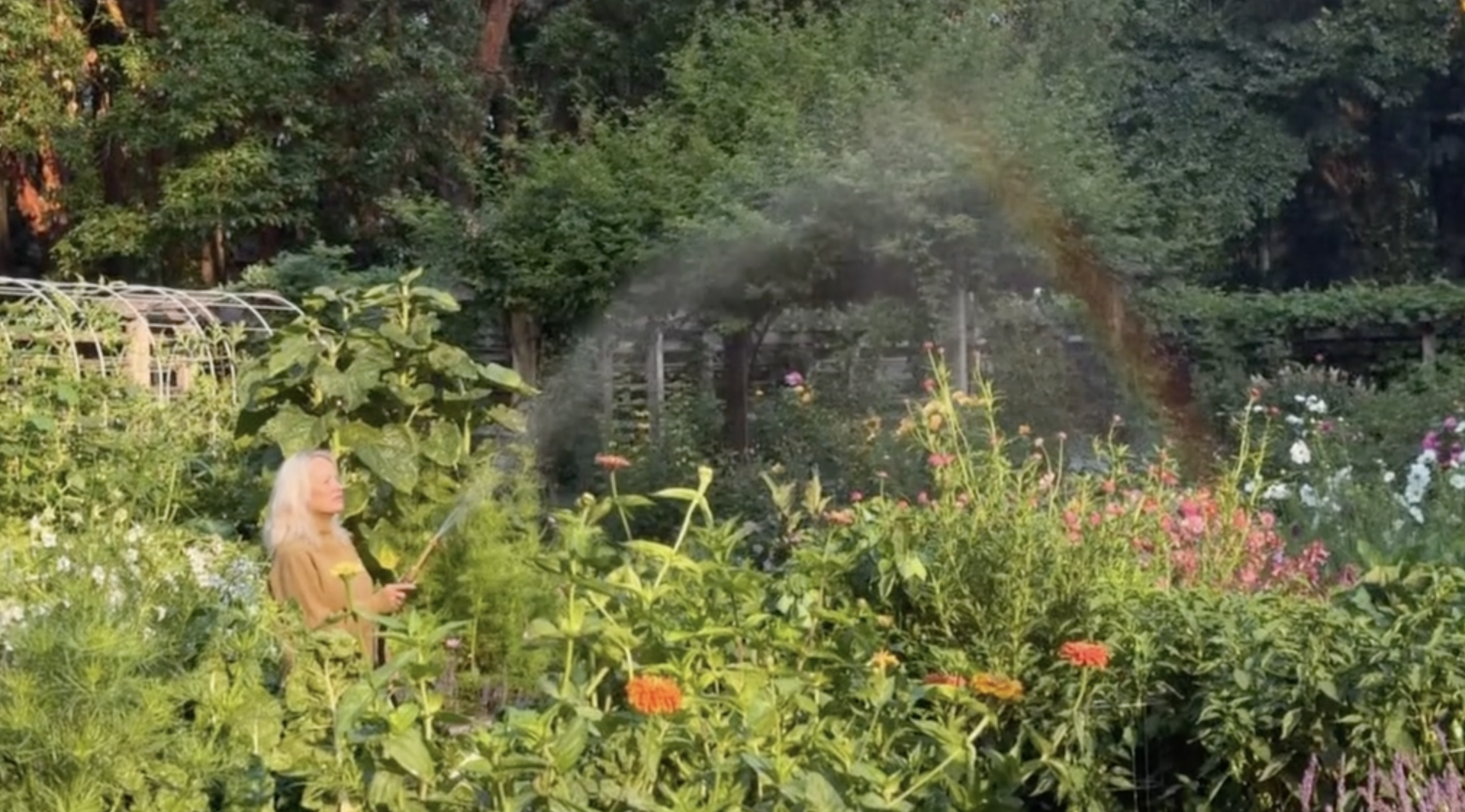 Pamela Anderson waters her lush Arcady flower beds with a garden hose, creating an enchanting mist that catches the afternoon sunlight to form a vivid rainbow across the grounds. Surrounded by tall orange zinnias, sunflowers, and climbing garden greenery, she captures the fairytale tranquility of her Vancouver Island estate, sharing the magical moment on TikTok alongside the whimsical question, "What’s at the end of the rainbow? ✨🧚". | Source: TikTok/pamelaanderson