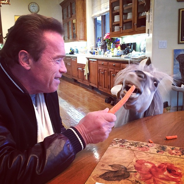 Arnold Schwarzenegger shares a carrot with his miniature horse in a photo posted on November 14, 2014 | Source: Facebook/arnold