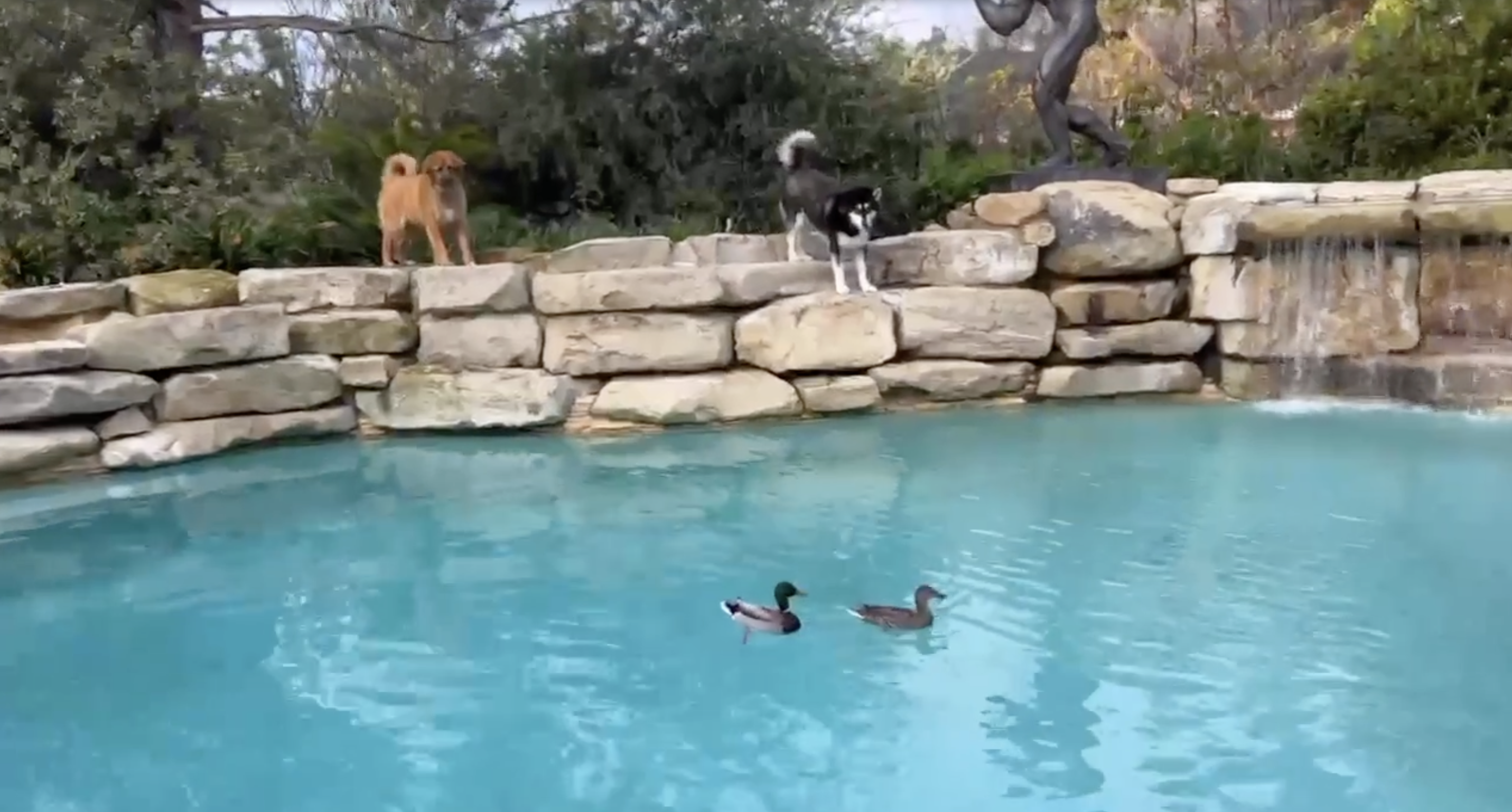 Dogs watch ducks swim in Arnold Schwarzenegger's pool in a photo from a clip dated March 18, 2023 | Source: Instagram/schwarzenegger