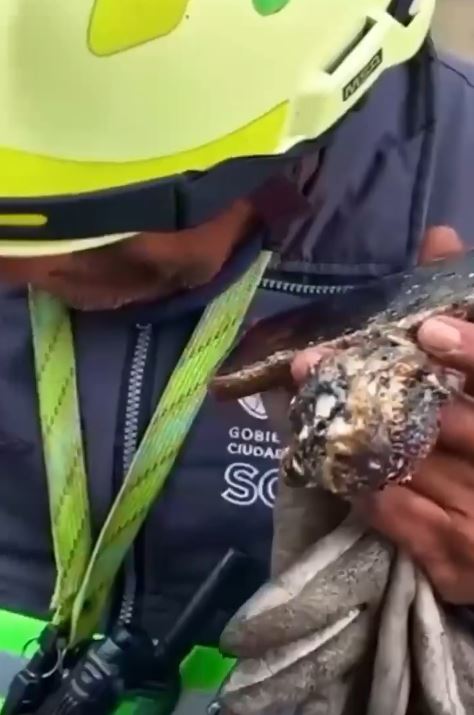 Bucio in a conversation with the burned phone in his hand | Source: X.com/Paralelo19MX_
