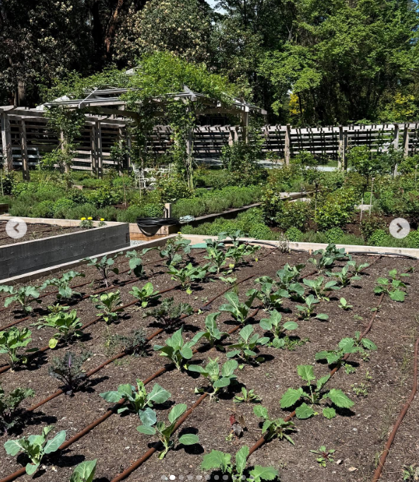 A high-angle view reveals rows of young brassica crops thriving across the fertile, dark soil of Arcady's vegetable beds, irrigated by slim soaker lines. Framed by wooden pergolas and mature greenery, the expanding plot highlights Pamela's journey transforming her once-overgrown childhood grounds into a generous 15,000-square-foot haven. She shared the scene with the caption, "I think of life as a garden… You get to replant, start again, and make it yours. 🤍 Love, P". | Source: Instagram/pamelaanderson