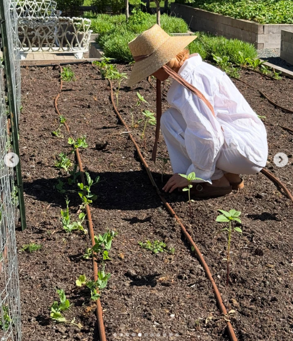 Pamela Anderson tends to young green sprouts in a garden bed at Arcady, wearing an all-white cotton ensemble, brown clogs, and a wide-brimmed straw sun hat tied under her chin. Immersed in the daily care of her growing plants alongside neat drip-irrigation lines, she embraced her passion with the caption, "I think of life as a garden… You get to replant, start again, and make it yours. 🤍 Love, P". | Source: Instagram/pamelaanderson