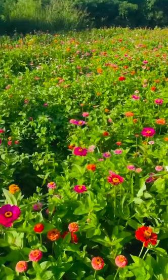 The property's colorful flower fields show another side of the couple's sprawling retreat. Stefani's enthusiasm for her Oklahoma surroundings has become one of the most visible signs of how fully she embraced Shelton's world. | Source: Instagram/gwenstefani