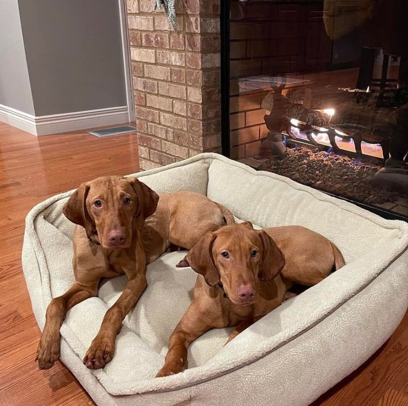 The fireplace area offers one of the more casual views inside the home. Two dogs share a large bed beside the fire, adding an everyday family detail to the room. | Source: Facebook/kristi.noem