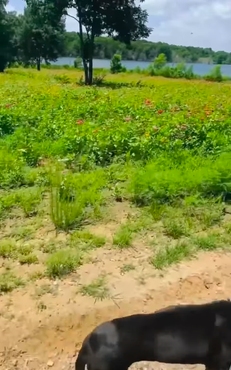 Open land and flowers have become recurring features in glimpses of Stefani and Shelton's Oklahoma life. For Stefani, the setting became part of a personal transformation she once admitted she never saw coming. | Source: Instagram/gwenstefani