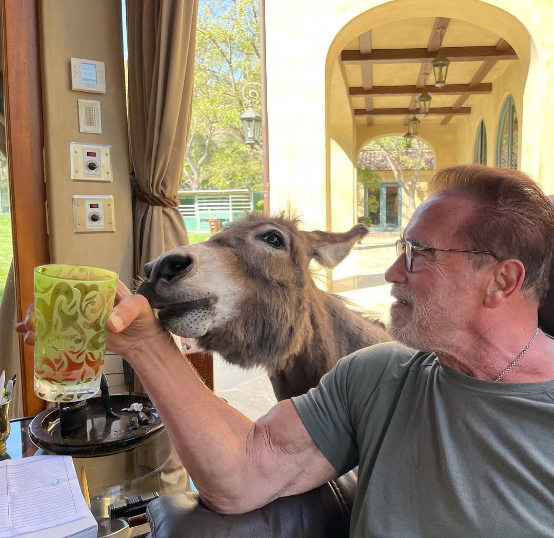 Arnold Schwarzenegger holds a drink as his donkey Lulu leans in for a sip in a photo posted on May 15, 2021 | Source: Instagram/schwarzenegger