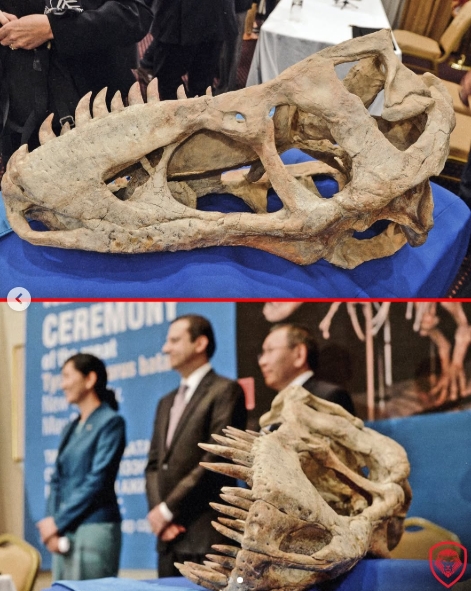 The enormous Tyrannosaurus bataar skull is shown on display atop blue fabric as several people stand behind it at what appears to be a formal presentation. The image, from a post dated June 4, 2025, offers a close look at the fossil's long jaw, prominent teeth, and weathered bone structure. Its open jaws and rows of teeth dominate the foreground, highlighting the scale of the fossil that once belonged to Nicolas Cage. | Source: Instagram/valuetainment