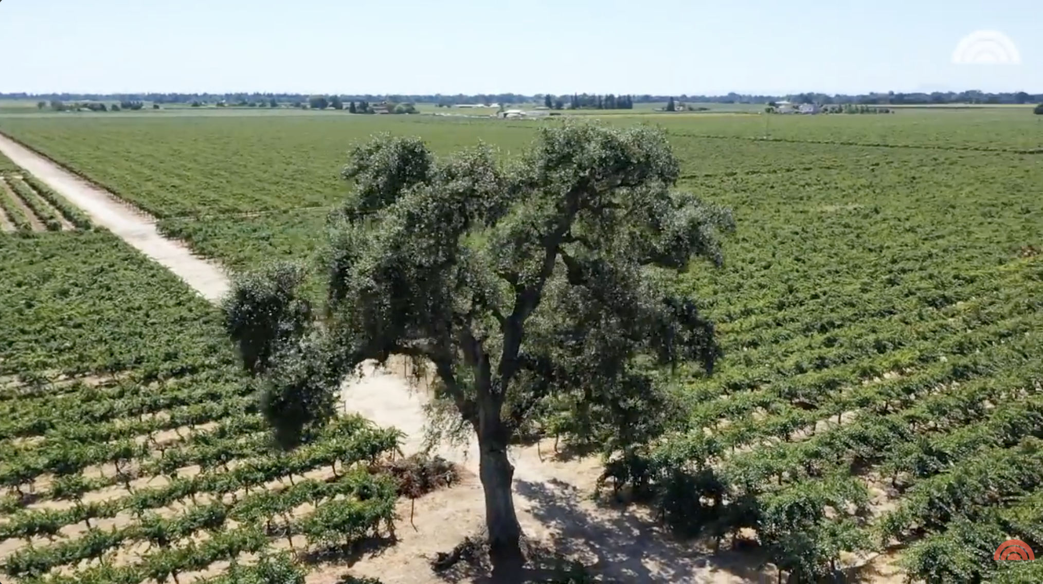 A birds-eye-view of Tamera Mowry's vineyard. | Source: YouTube/Today
