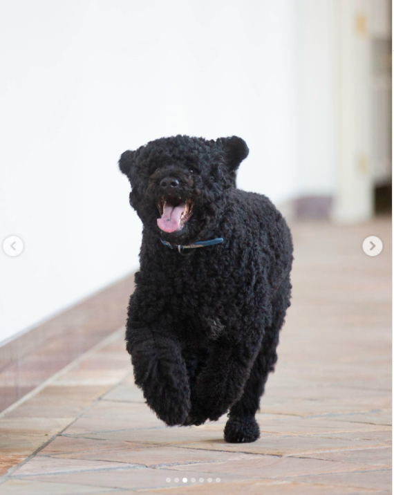 Sunny runs through the White House during her years with the Obama family, offering a glimpse of the energetic personality Barack later recalled as being faster, friskier, and harder to keep up with than Bo. | Source: Instagram/barackobama