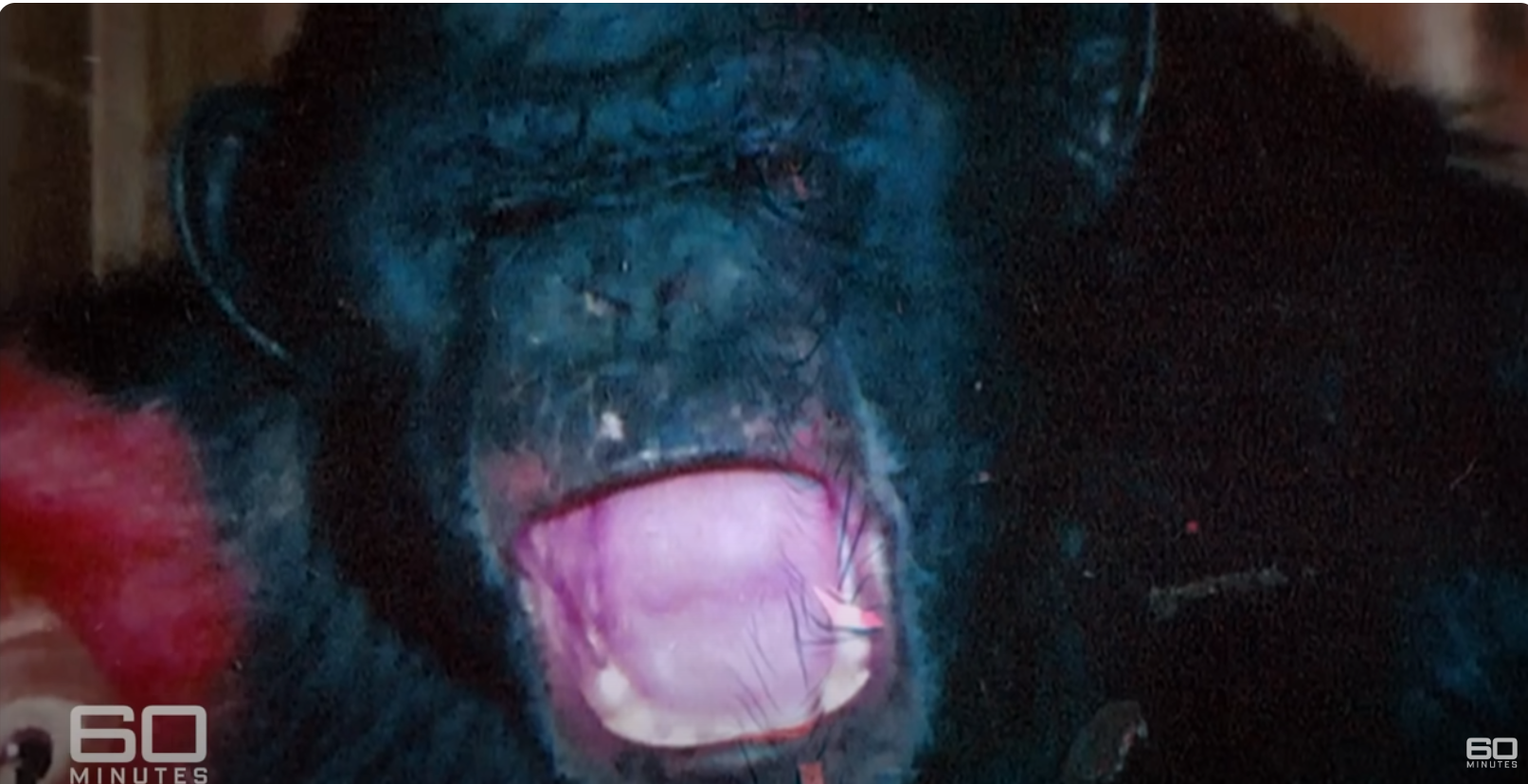 A photo of Travis the Chimpanzee during his attack on Charla Nash as seen during the interview with 60 Minutes Australia, dated June 11, 2025 | Source: YouTube/60MinutesAustralia