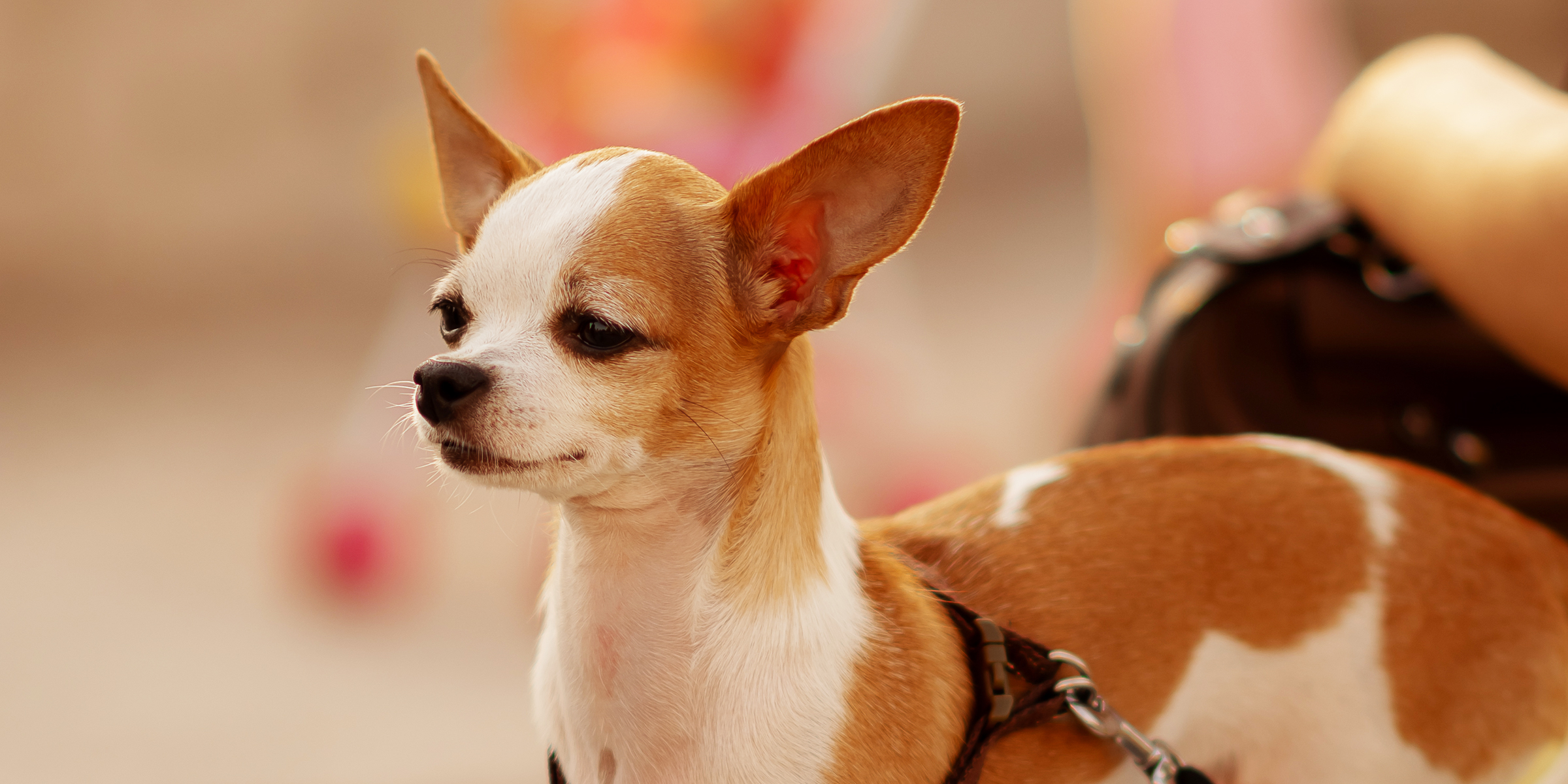 A Chihuahua | Source: Getty Images