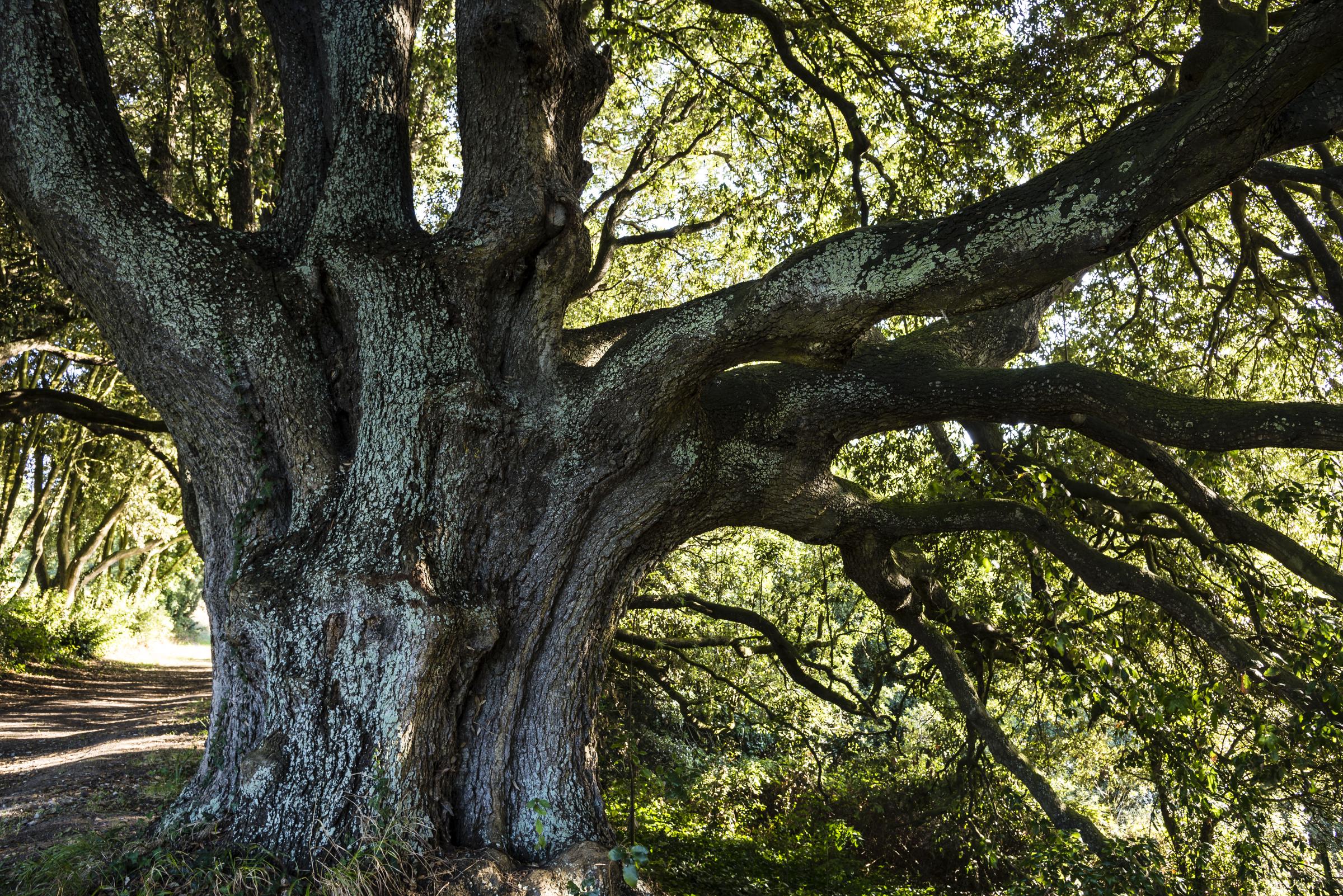 A stock photo of a tree in a park | Source: Getty Images