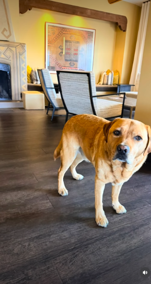 Blair's dog, Scout, also featured in the personal montage, which documented their recent adventures. The actress acknowledged their hectic schedule in her caption, writing, "Scout and I have been busy." | Source: Instagram/selmablair