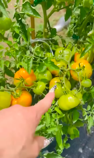 The garden's abundance helps explain why glimpses from the couple's Oklahoma home can feel more like a working family retreat than a traditional celebrity compound. It is one of several intimate details visible beyond the mansion itself. | Source: Instagram/gwenstefani