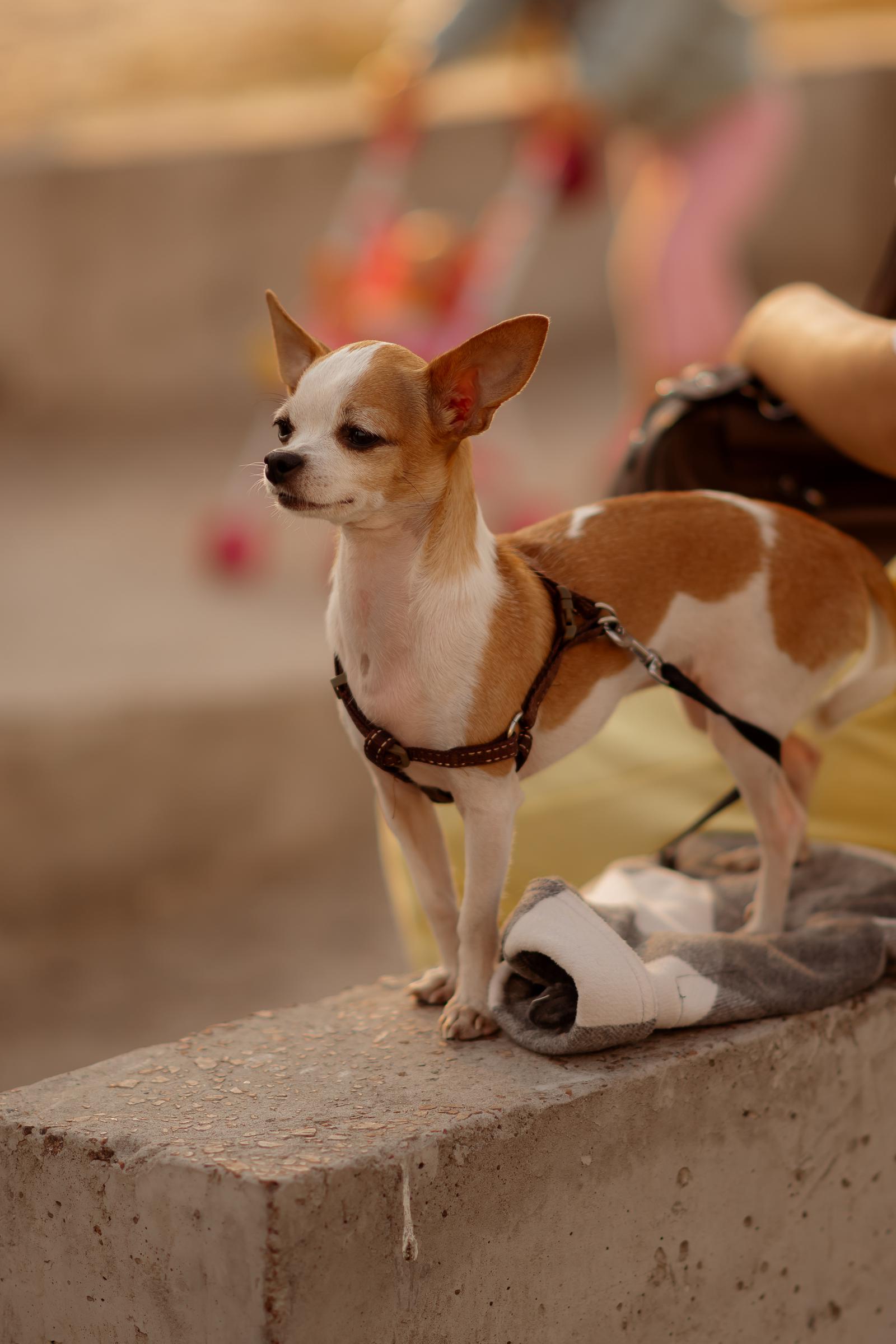 A chihuahua dog is seen during a charity fair near the Jordan lake on September 30, 2023, in Kyiv, Ukraine. | Source: Getty Images