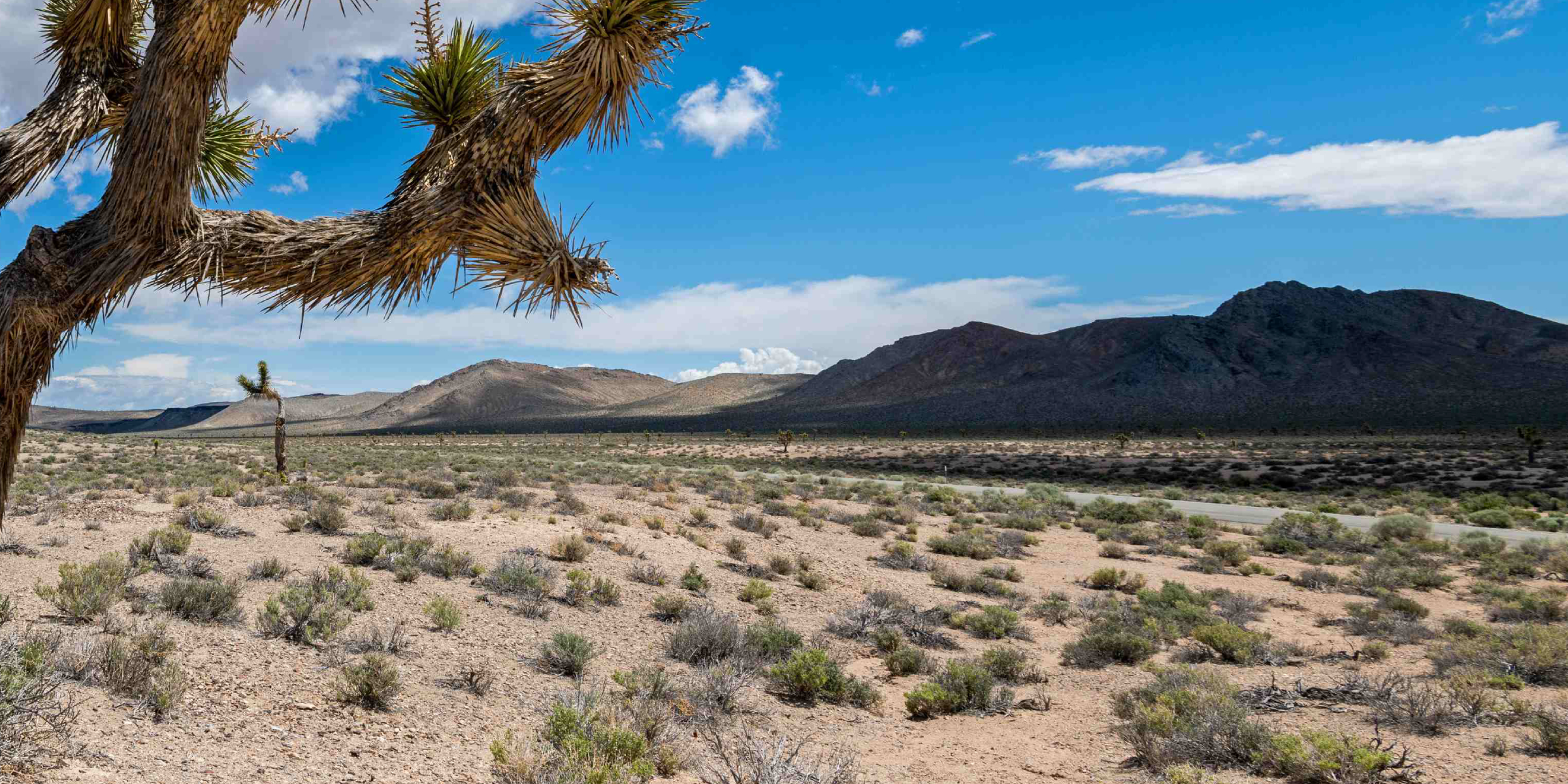 A sunny desert landscape | Source: Getty Images