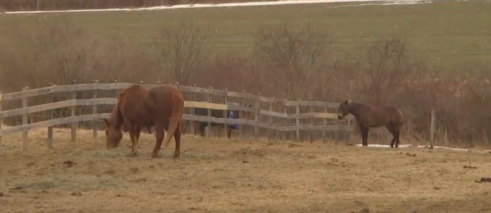 Horses were part of Bacon's rural fantasy long before the property accumulated its current collection of animals. He has traced that interest partly to stories about the horse his mother had as a child. | Source: YouTube/TODAY