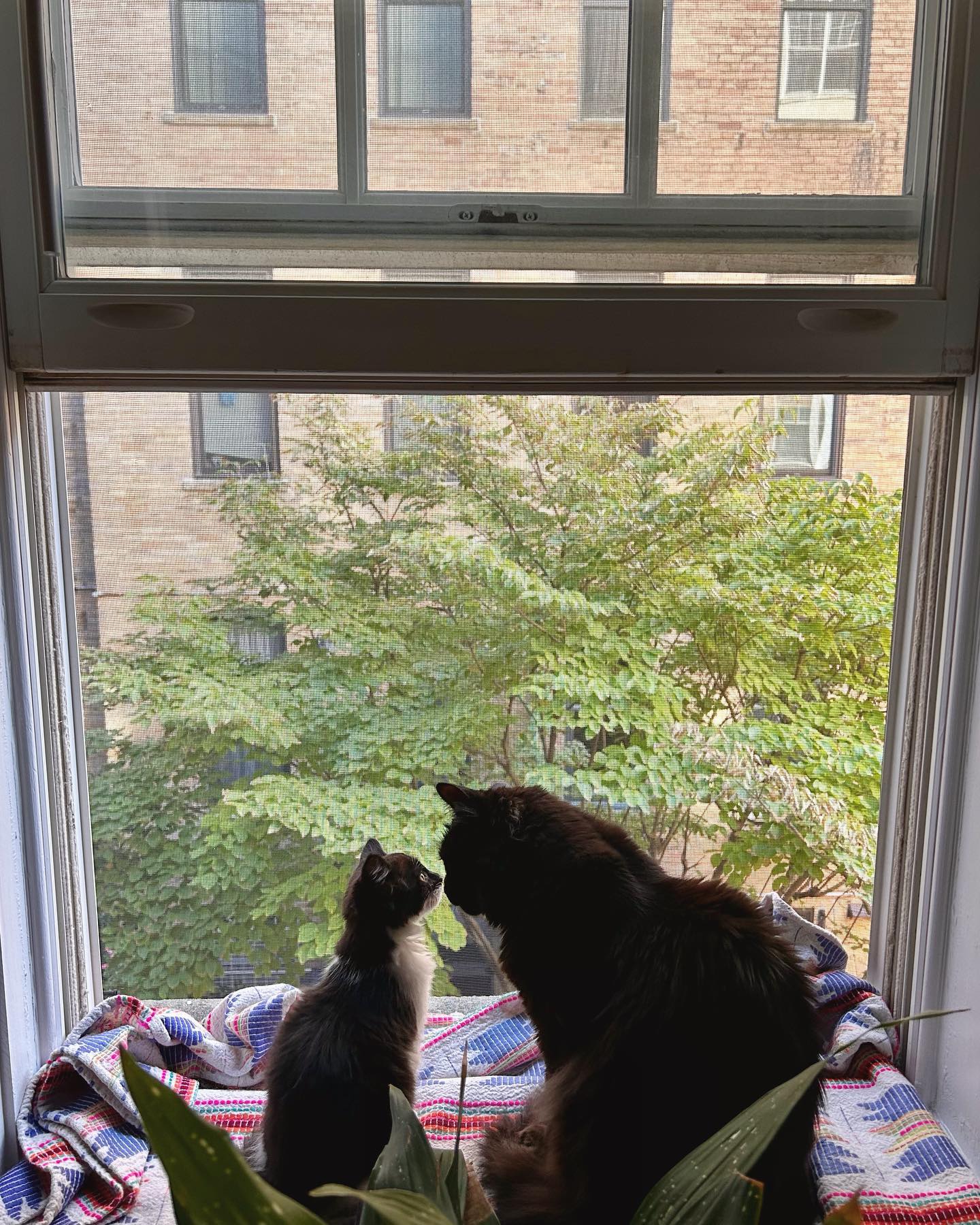 Maggie's New York surroundings reflect a different setting from the wooded Tennessee property where the sisters grew up. Her posts also reveal the smaller, everyday moments that form part of her life away from the spotlight. | Source: Instagram/maggiemaymcgraw