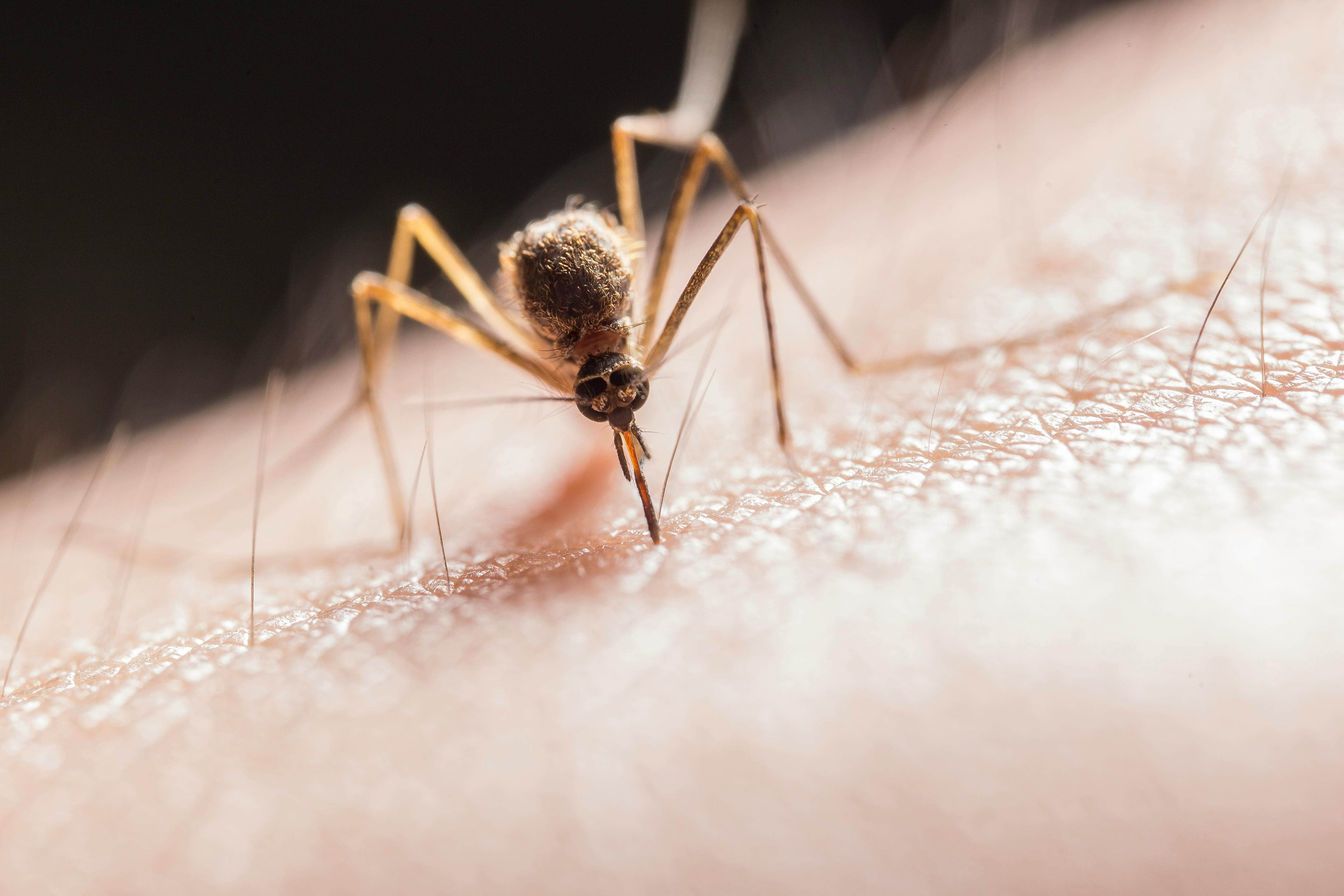 Mosquito biting human skin. | Source: Pexels