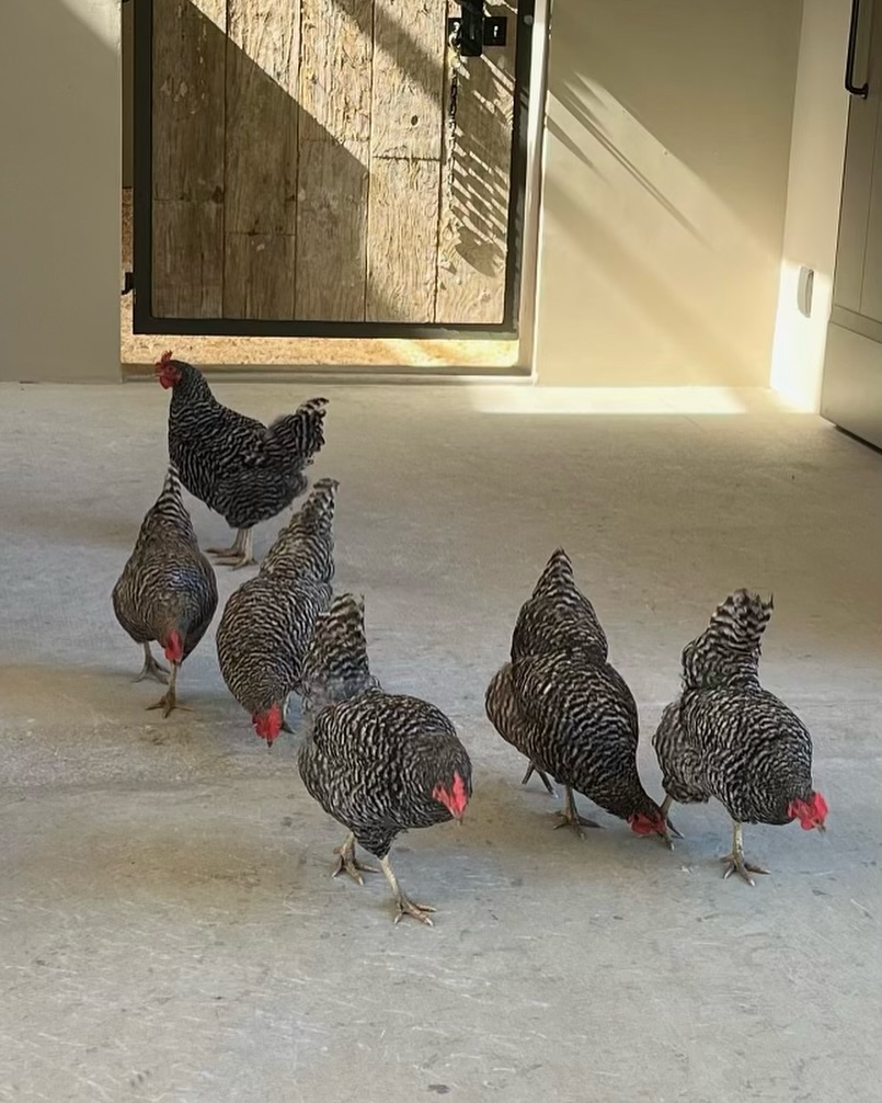 A glimpse of Ellen DeGeneres and Portia de Rossi's home from a post dated November 3, 2024. | Source: Instagram/ellendegeneres