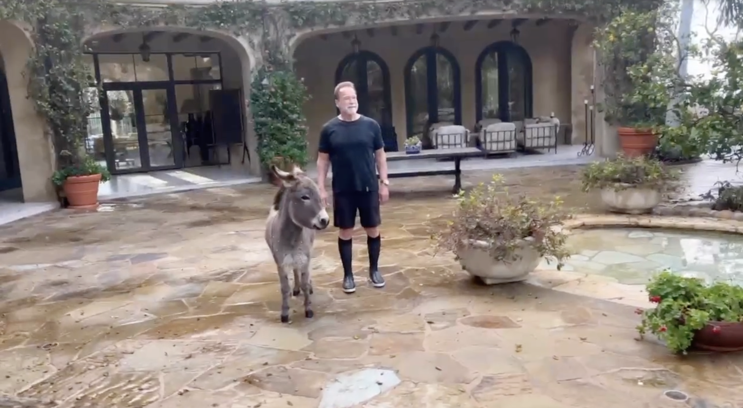 Arnold Schwarzenegger stands with his donkey in the courtyard of his estate in a photo from a clip dated March 18, 2023 | Source: Instagram/schwarzenegger