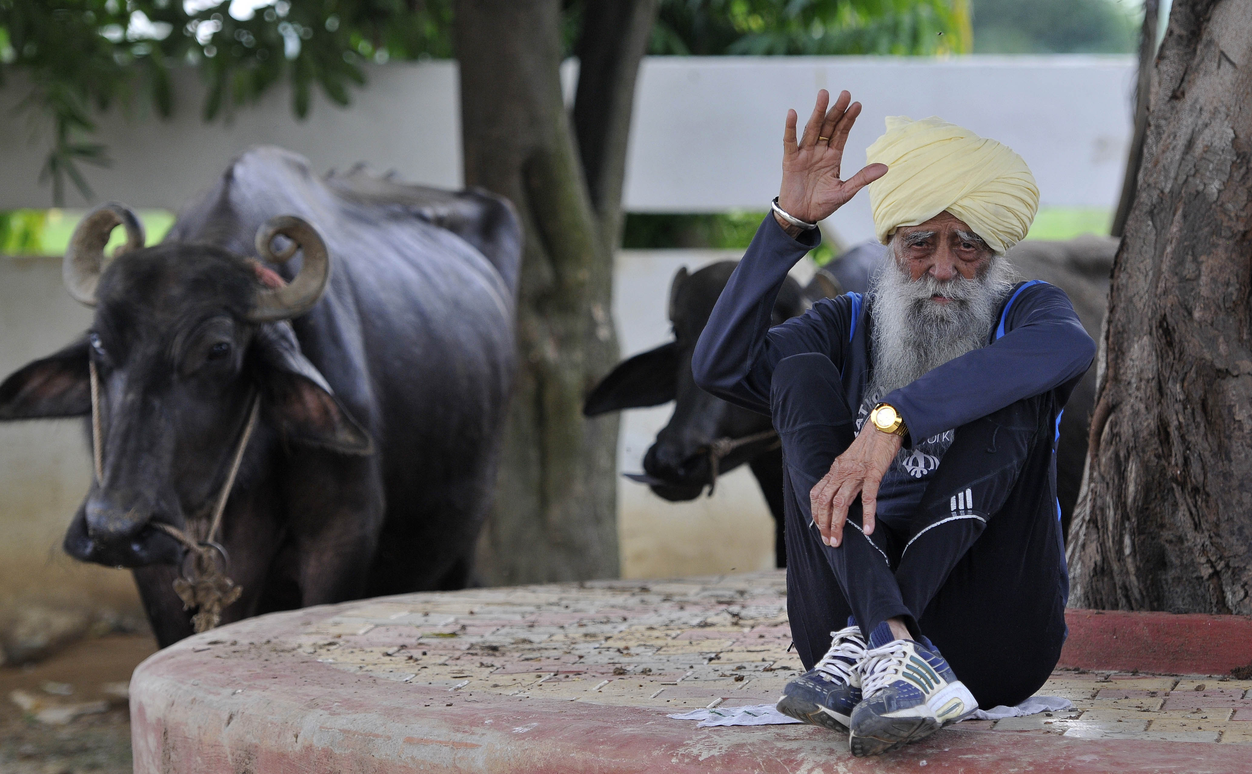 Fauja Singh waves at the camera while sitting cross-legged on a sawed-off tree trunk next to cattle in Jalandhar, India on September 13, 2016. | Source: Getty Images