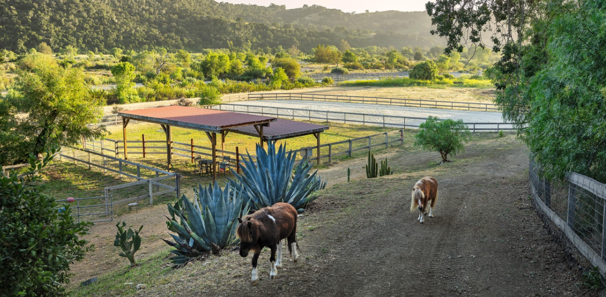 Two miniature horses in a fenced paddock. The horses walk along a dirt path beside large agave plants, with a covered shelter and expansive fenced areas extending into the background. Mature trees and green hills surround the scene.| Source: Redfin