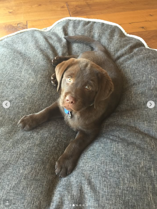 A young Lily, the family’s chocolate Labrador, relaxes on a cushioned dog bed in a sweet glimpse of the pet Noah Wyle and his family later mourned after her sudden death. | Source: Instagram/therealnoahwyle
