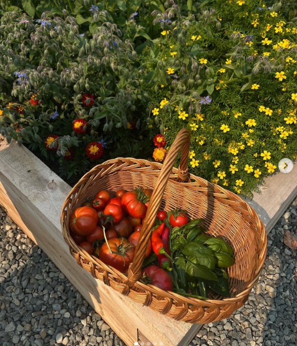 A woven basket packed with ripe heirloom tomatoes, glossy red chili peppers, and fragrant fresh basil rests on a wooden raised planter bed at Arcady. Framed by cheerful yellow marigolds and delicate flowering borage, the colorful vegetable spread showcases the fresh ingredients Pamela loves to harvest and share beyond her gates. She shared the vibrant summer snapshot with the caption, "From the garden… 🤍". | Source: Instagram/pamelaanderson