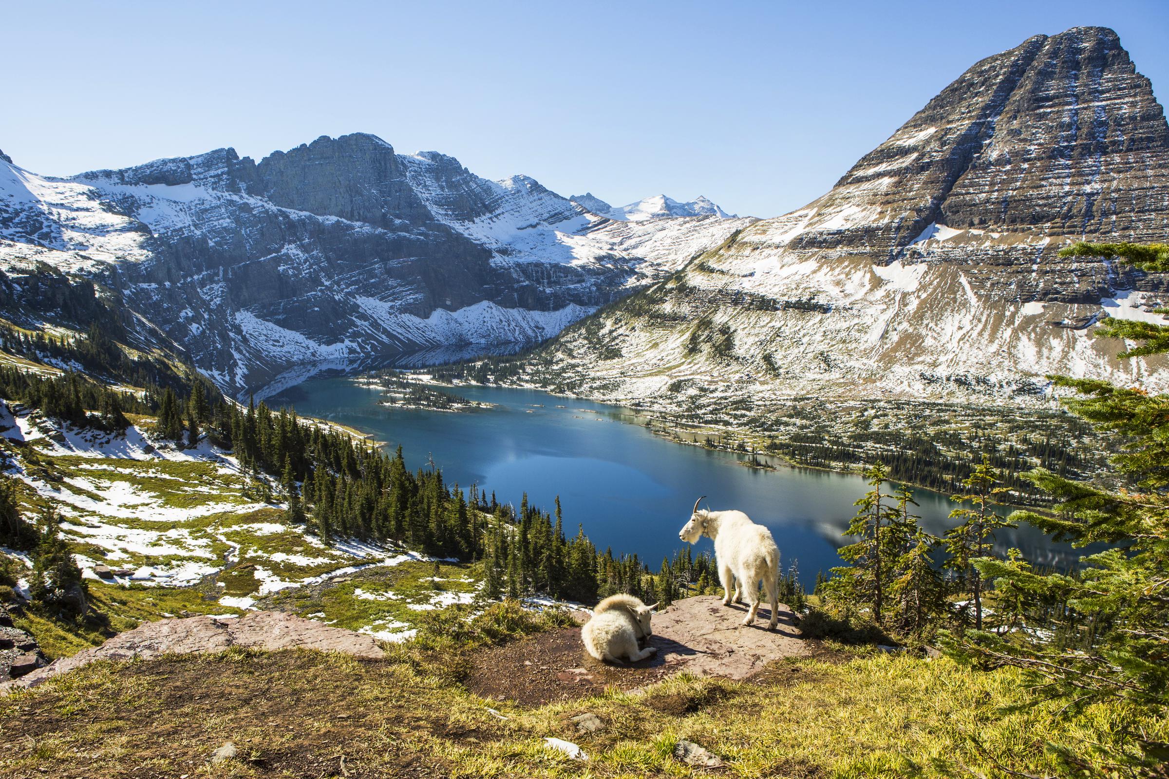 Scenic view of goats standing on an overlook above a turquoise lake in the mountains at Glacier National Park | Source: Getty Images